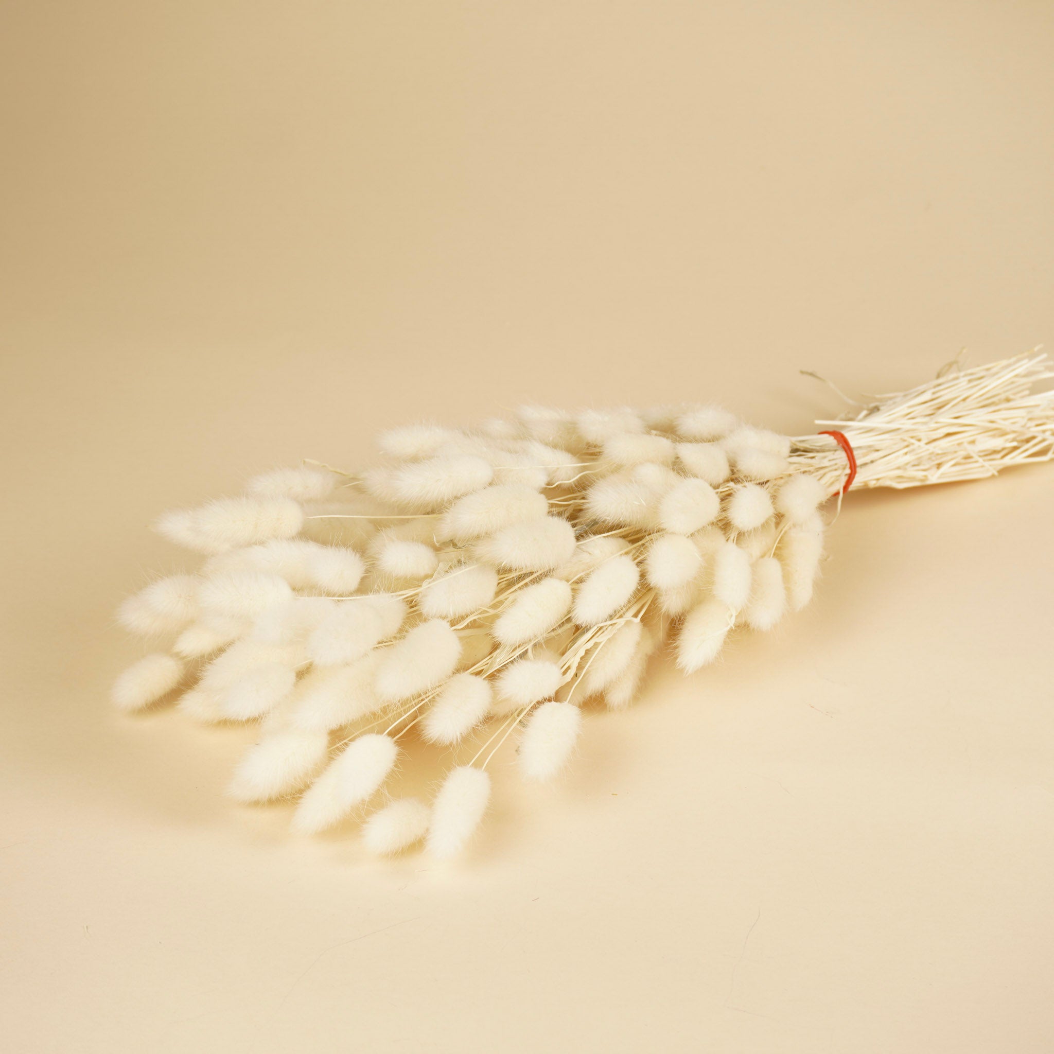 Gedroogde lagurus ovatus – gebleekt wit