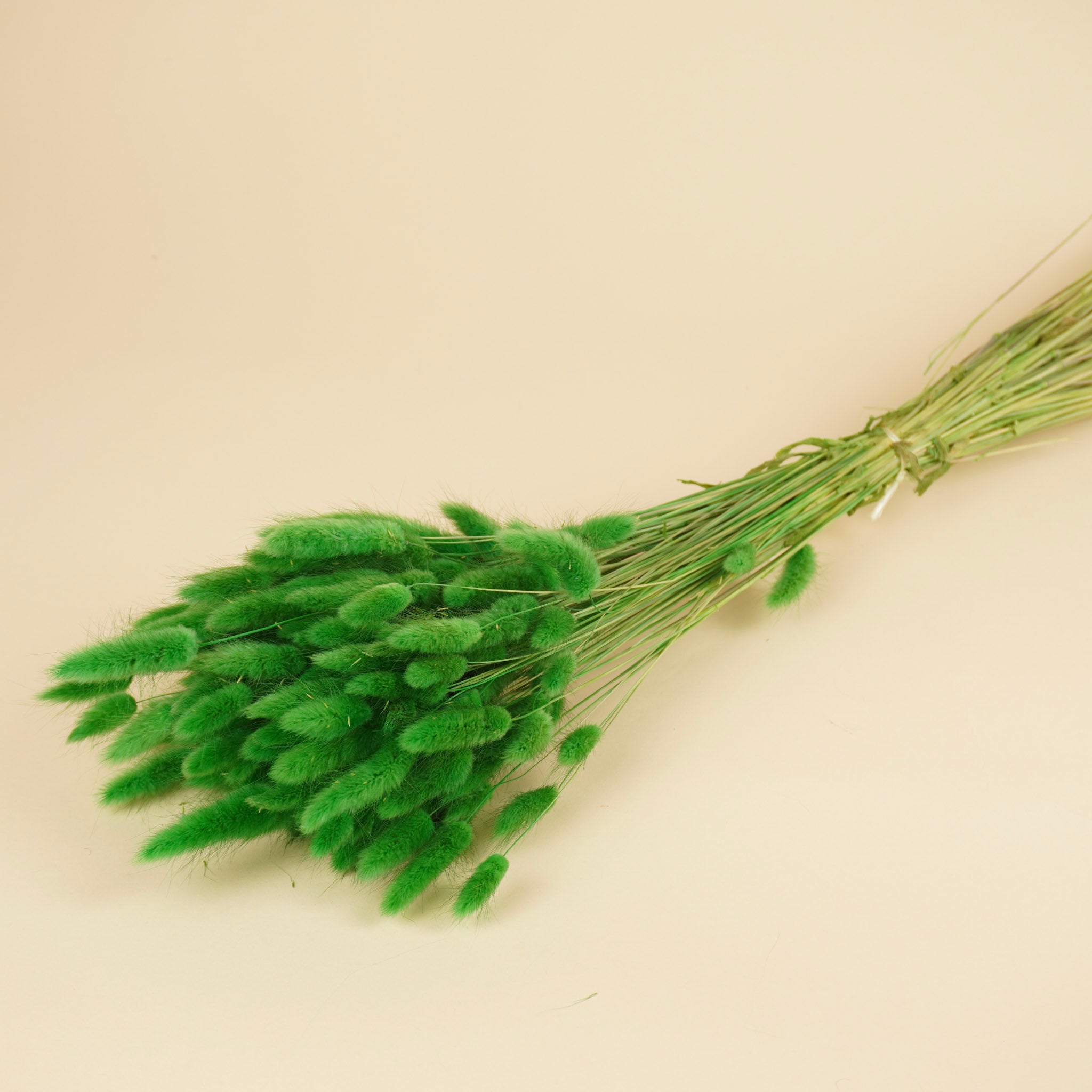 Gedroogde lagurus ovatus – groen