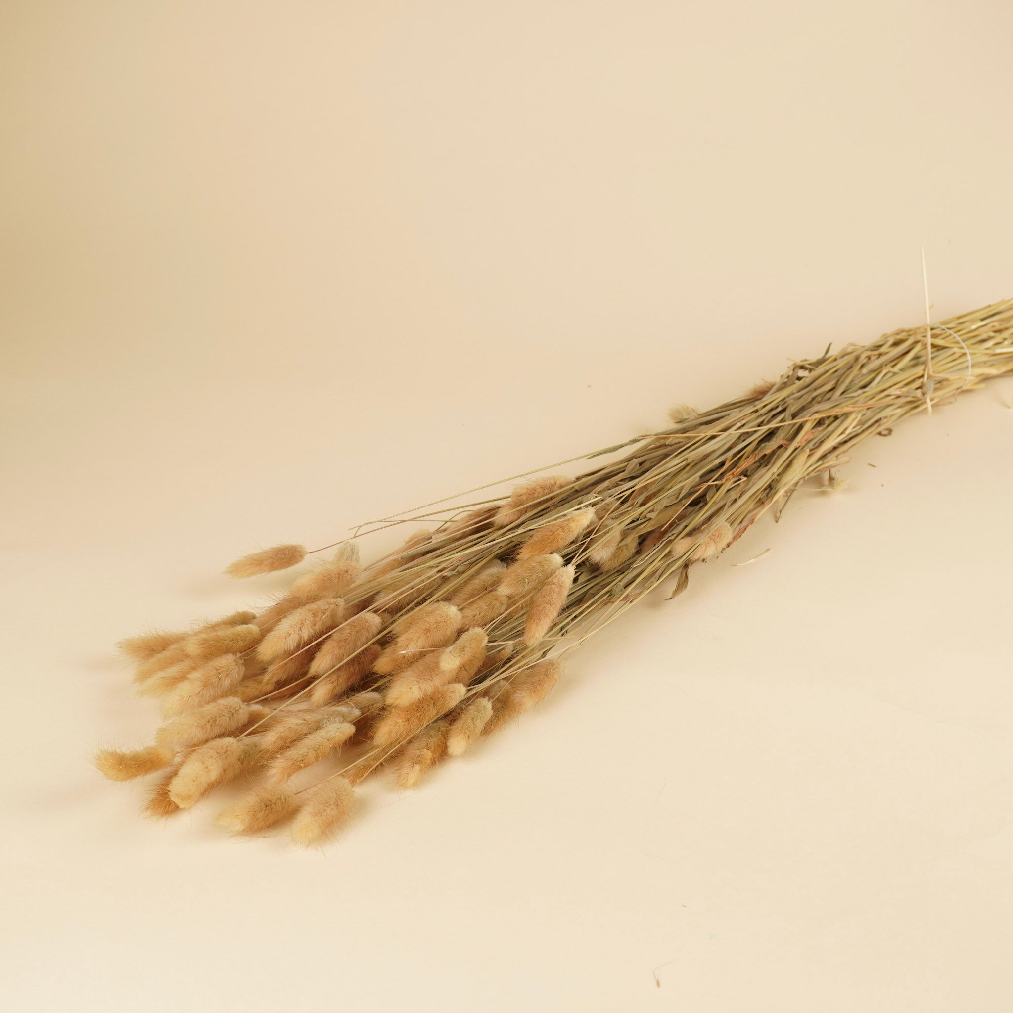 Gedroogde lagurus ovatus – naturel toef