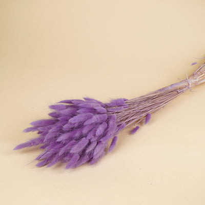 Gedroogde lagurus ovatus – violet
