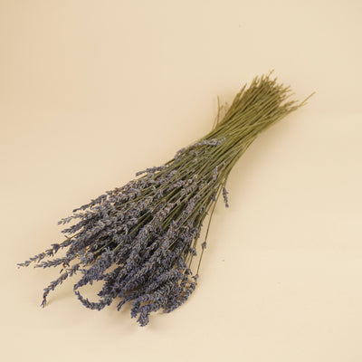 Dried lavender natural blue