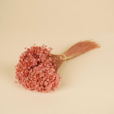 Gedroogde marcela – roze