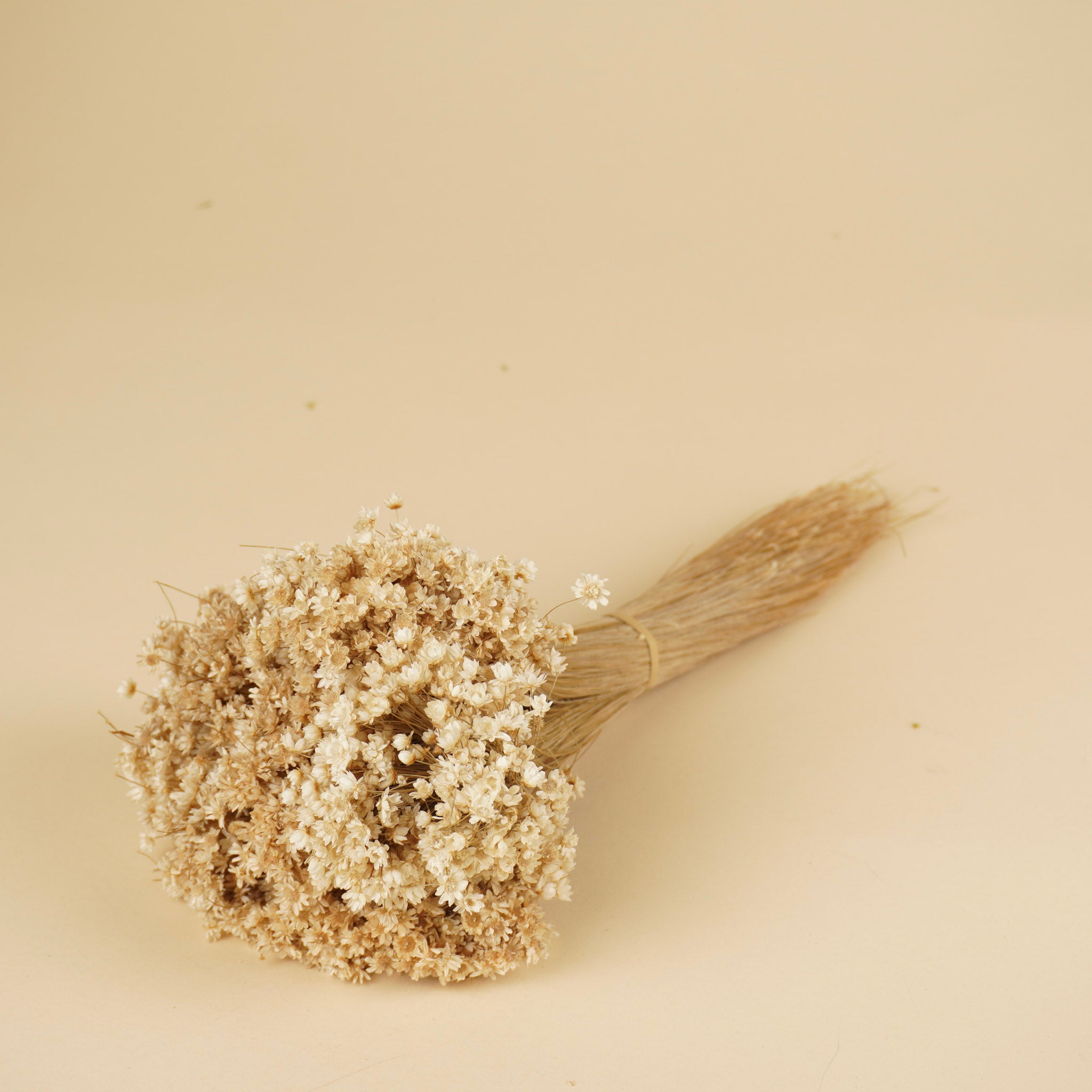 Gedroogde marcela – wit naturel