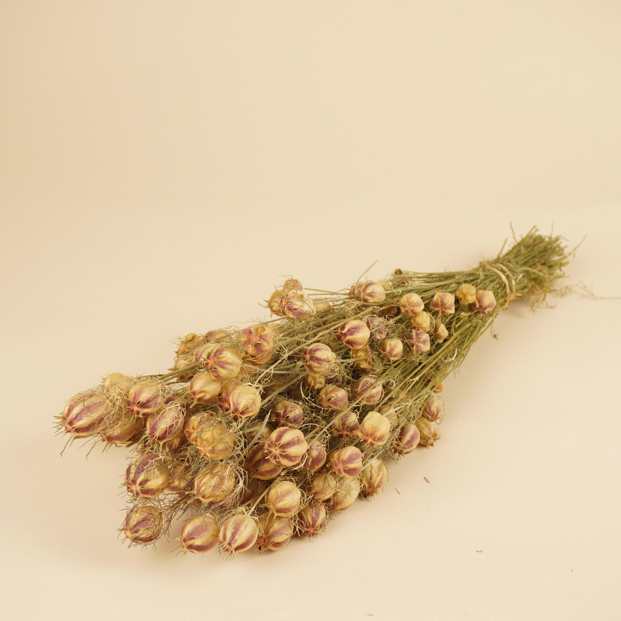 Gedroogde nigella – naturel groen