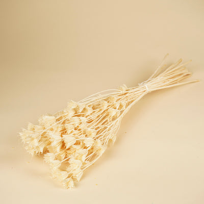 Dried Nigella Orientalis bleached