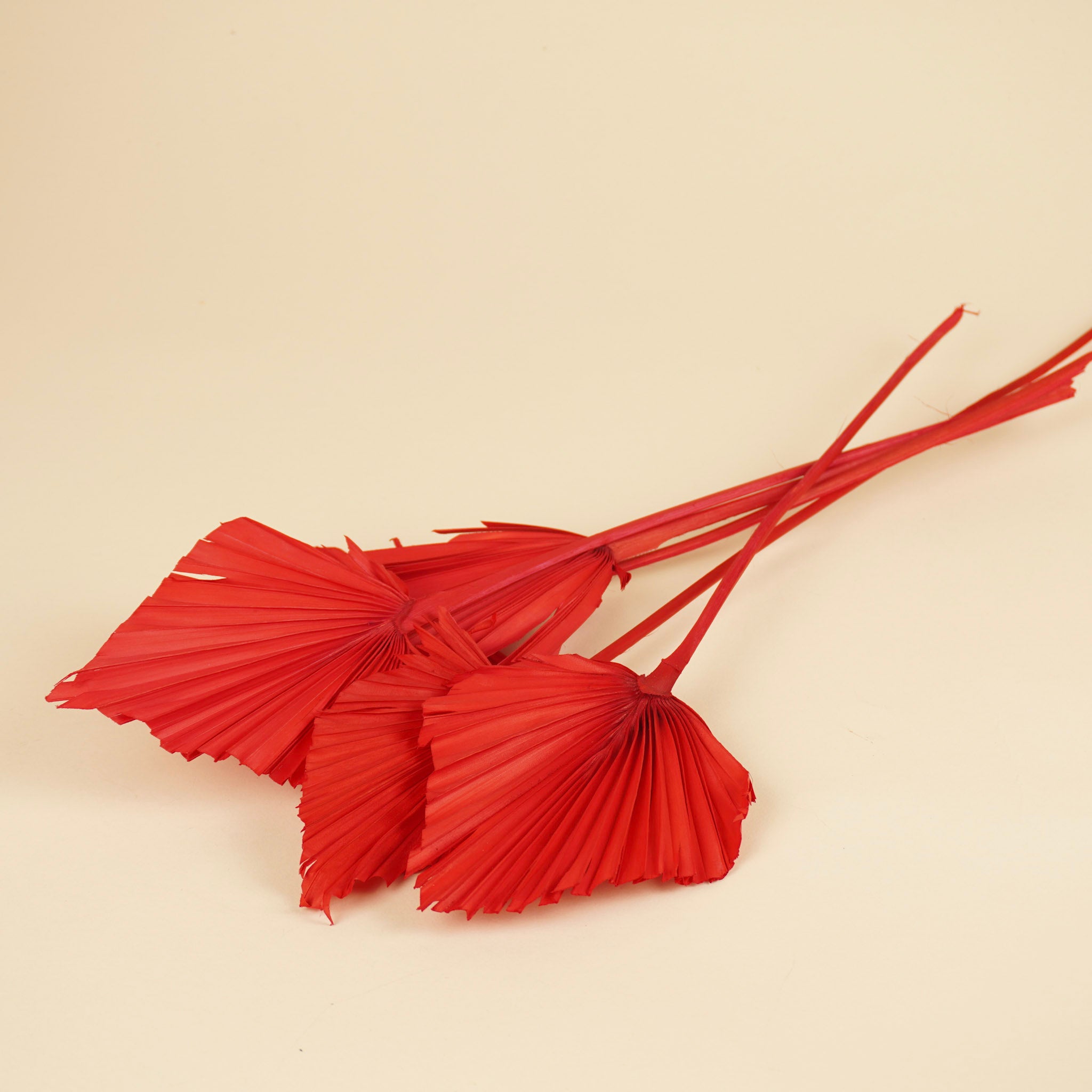 Gedroogde palm spear – rood