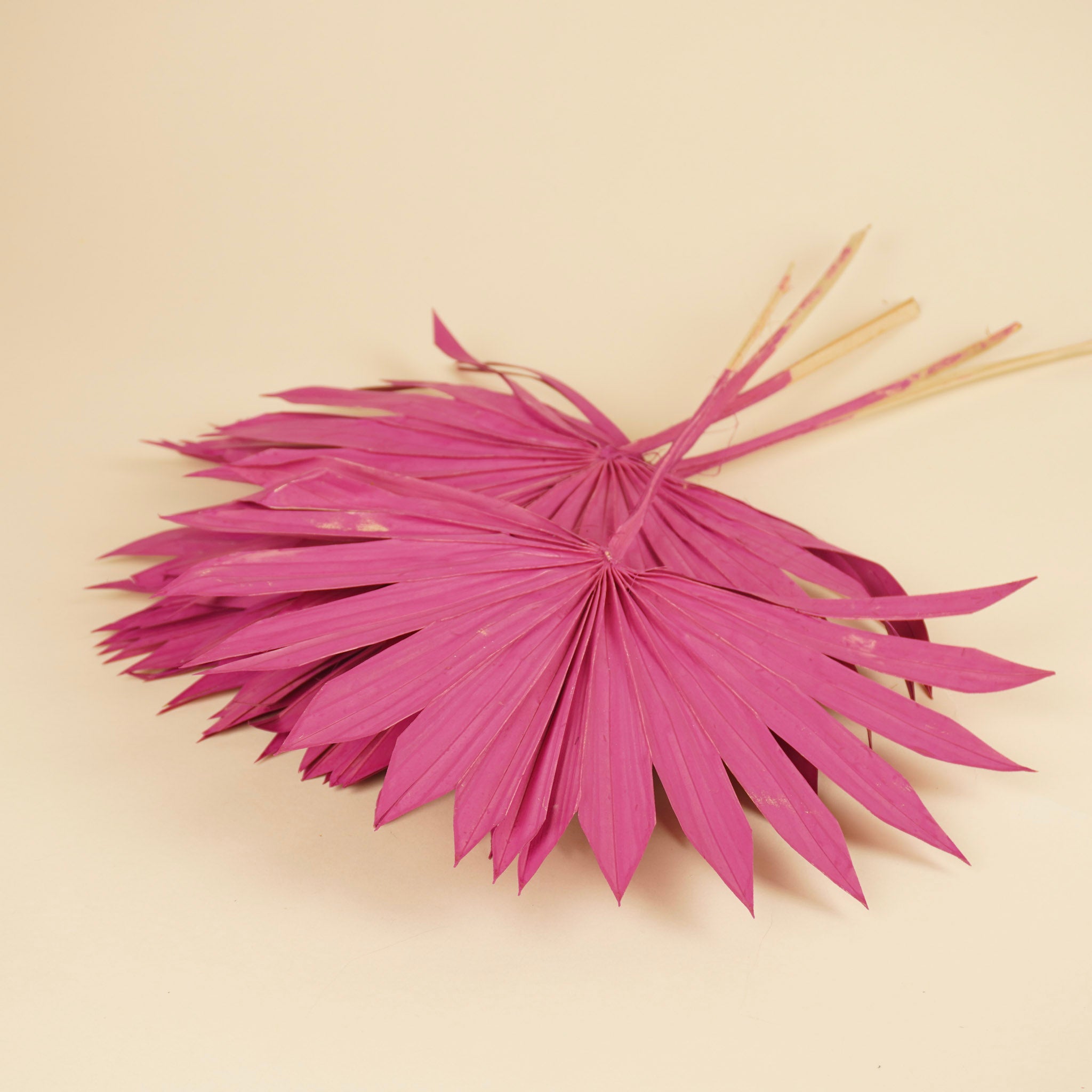 Gedroogde palm sun spear – cerise