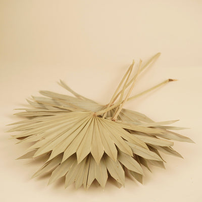 Gedroogde palm sun spear – naturel