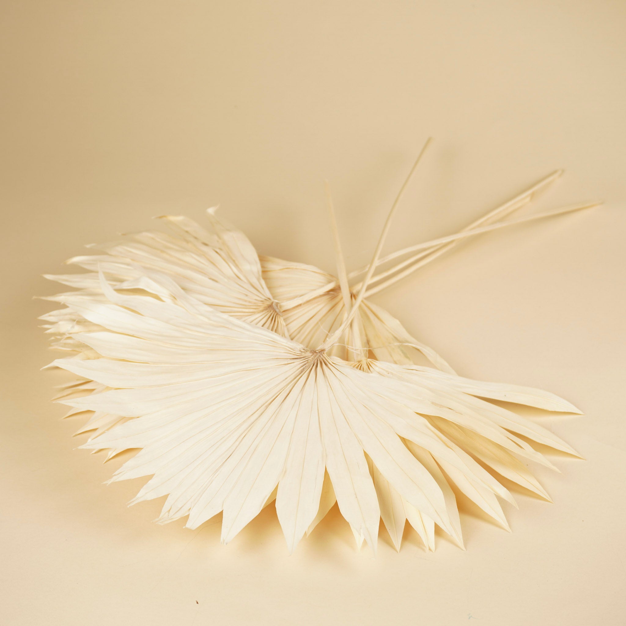 Gedroogde palm sun spear – gebleekt