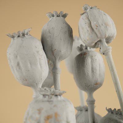 Gedroogde Papaver – grijs