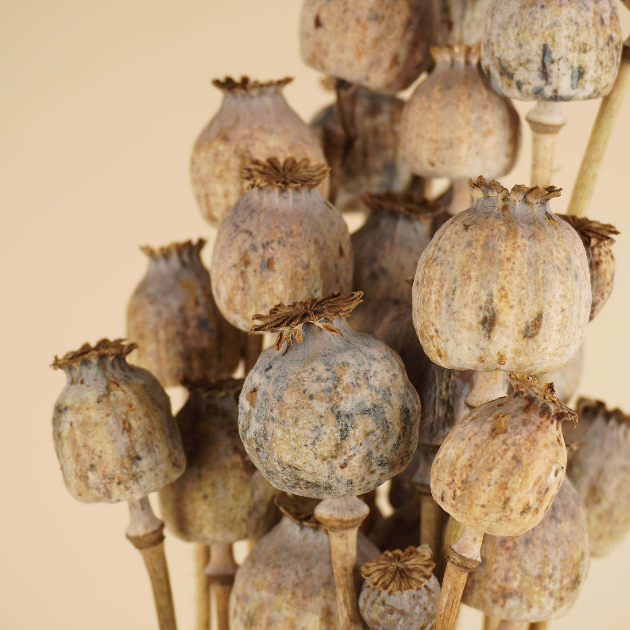 Gedroogde papaver naturel groen/grijs