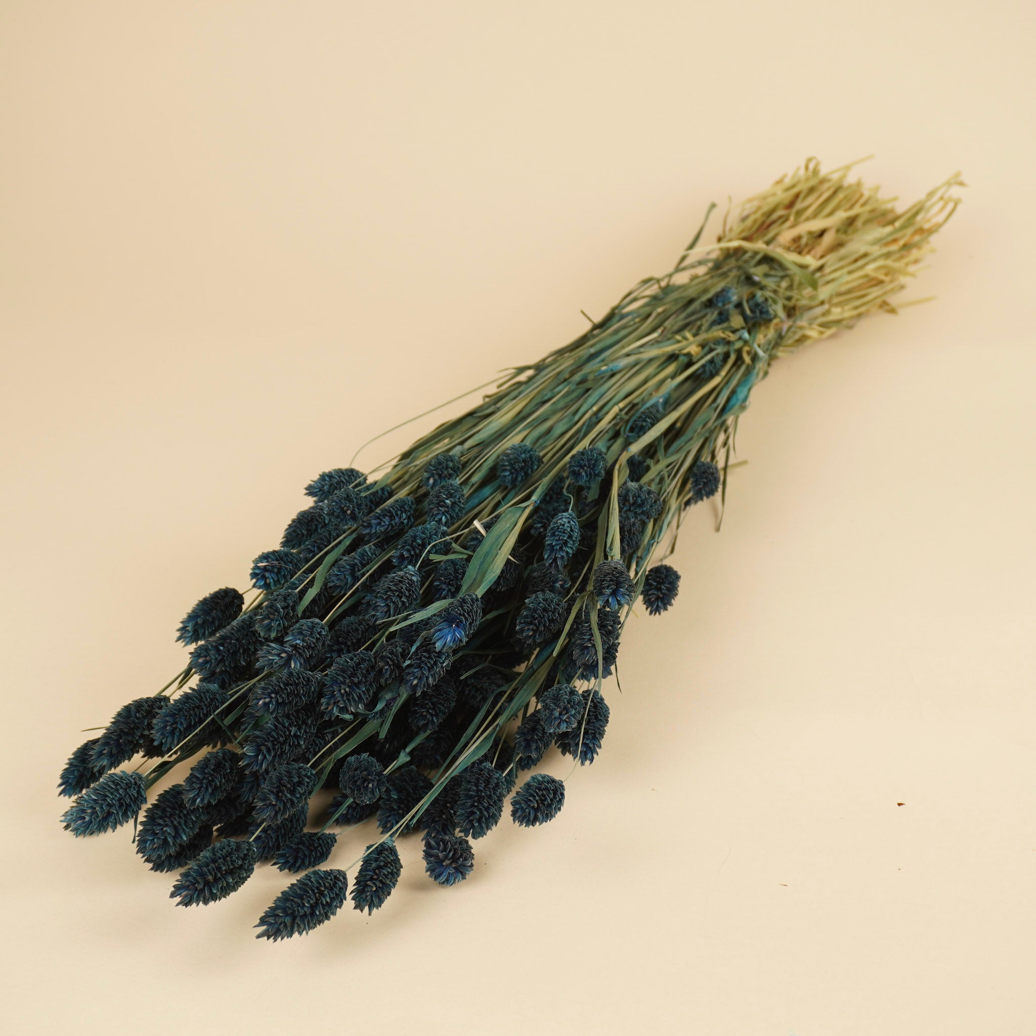 Gedroogde Phalaris gekleurd donker blauw