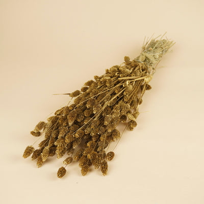 Gedroogde phalaris – goud