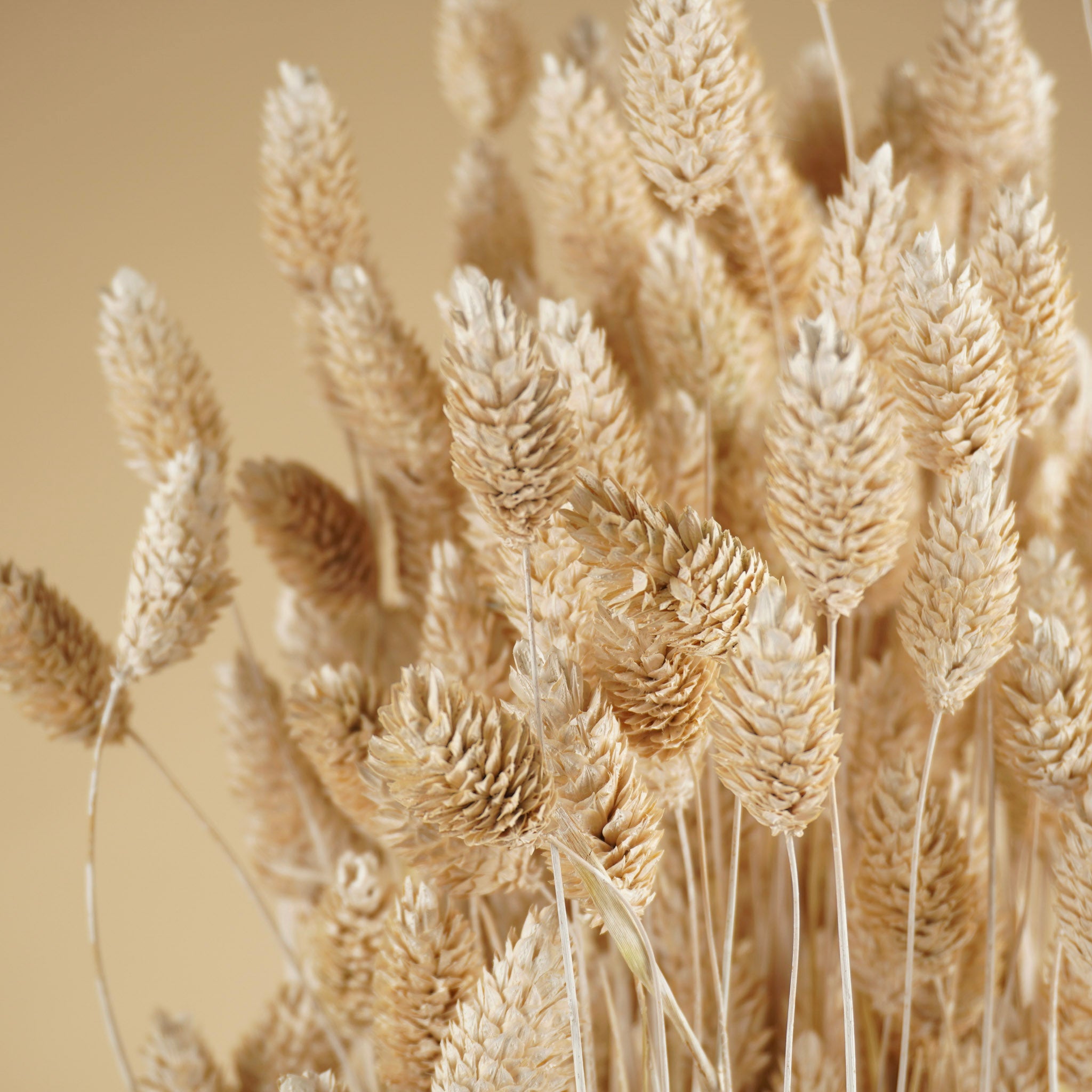 Gedroogde phalaris (kanariegras) – gebleekt