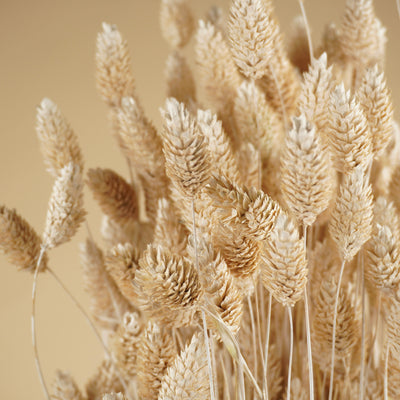 Gedroogde phalaris (kanariegras) – gebleekt