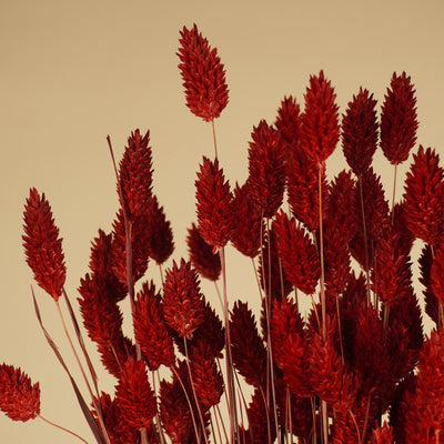 Gedroogde phalaris (kanariegras) – rood