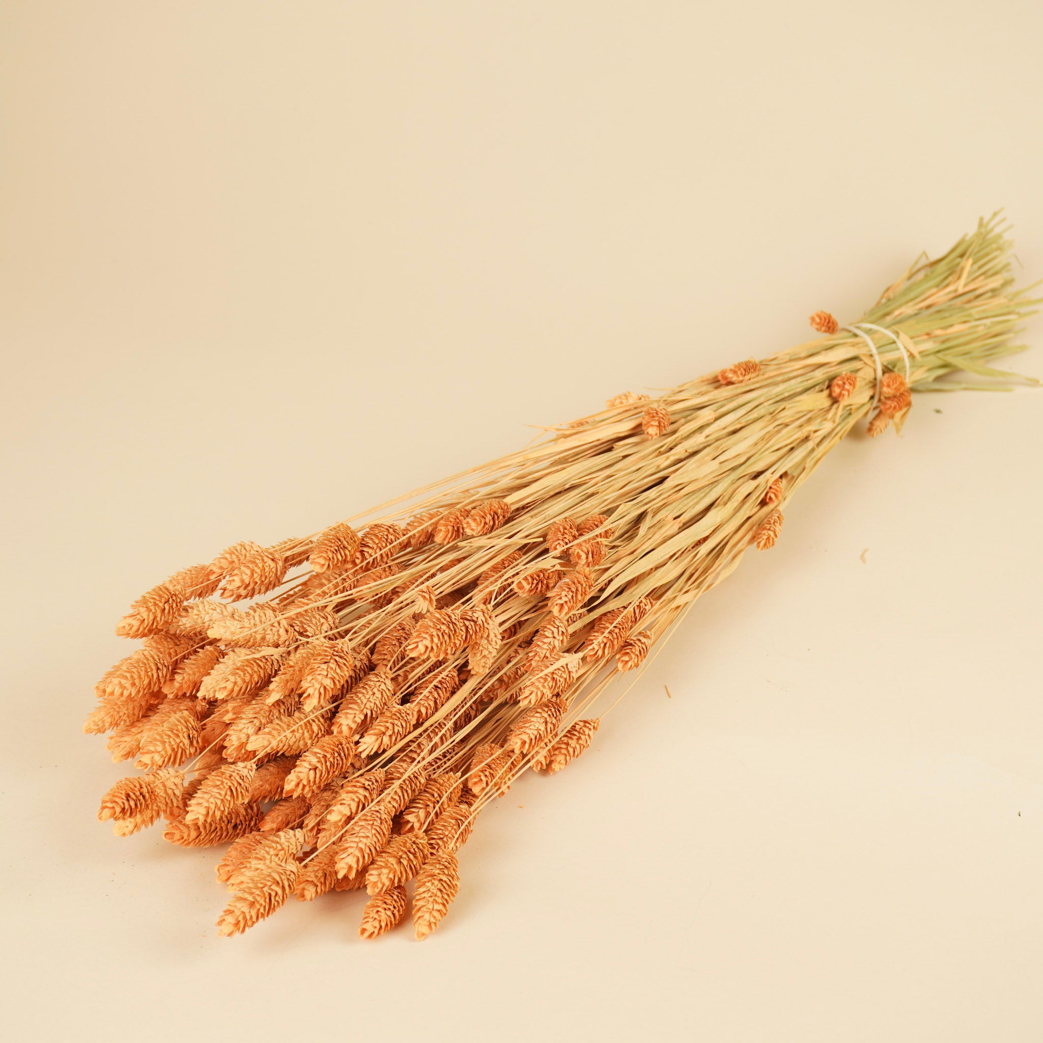 Gedroogde phalaris (kanariegras) – coral misty