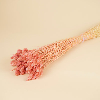 Gedroogde phalaris (kanariegras) – lichtroze