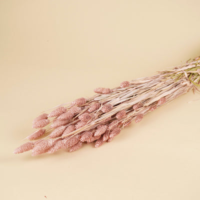 Gedroogde phalaris (kanariegras) – misty pink