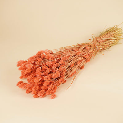 Gedroogde phalaris (kanariegras) – roze
