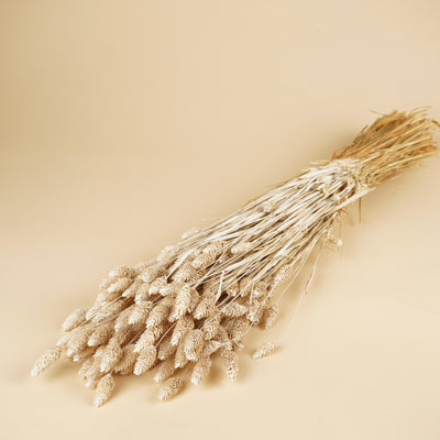 Gedroogde phalaris (kanariegras) – misty wit
