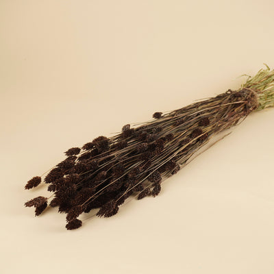 Gedroogde phalaris – donker bruin