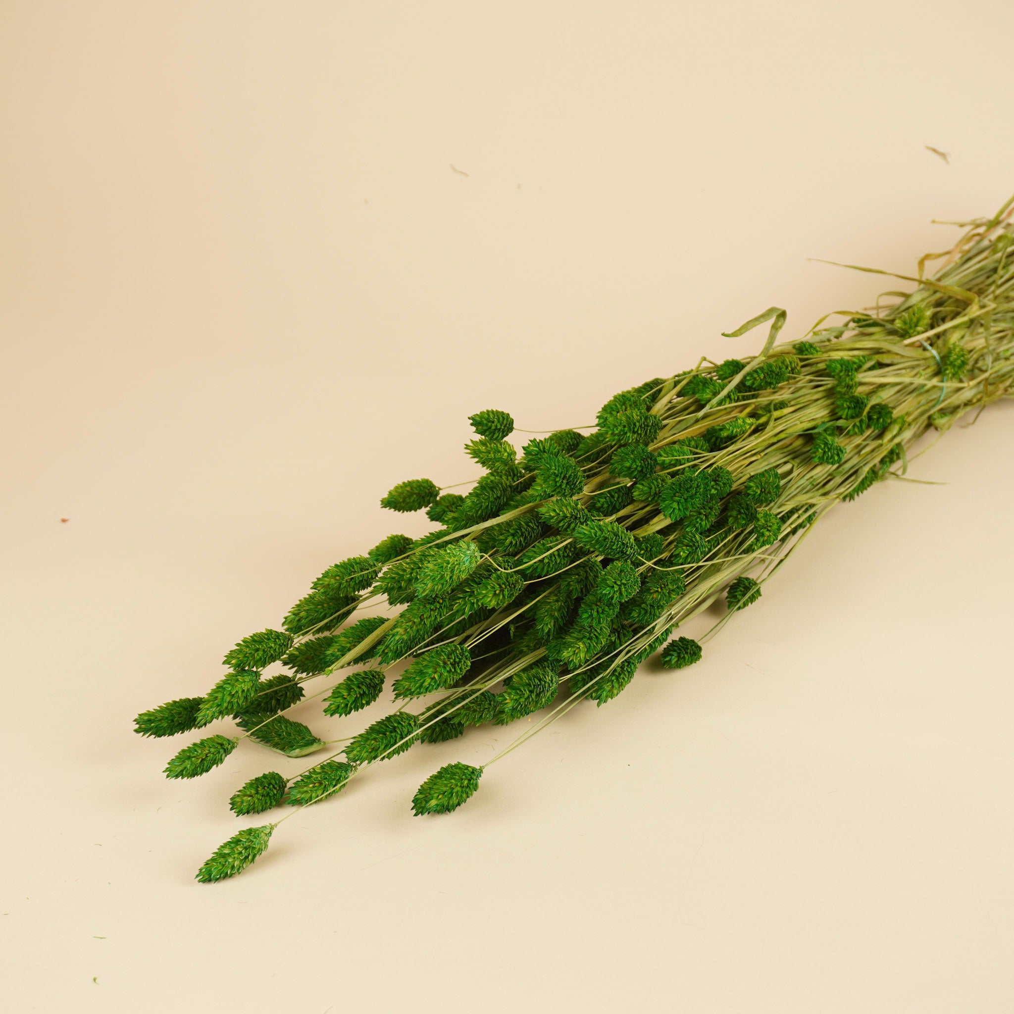Gedroogde phalaris – groen