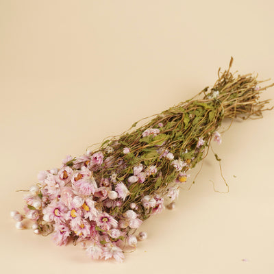 Gedroogde Rhodanthe roze