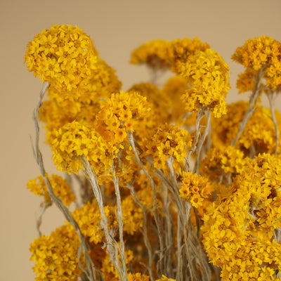 Gedroogde sanfordii – geel