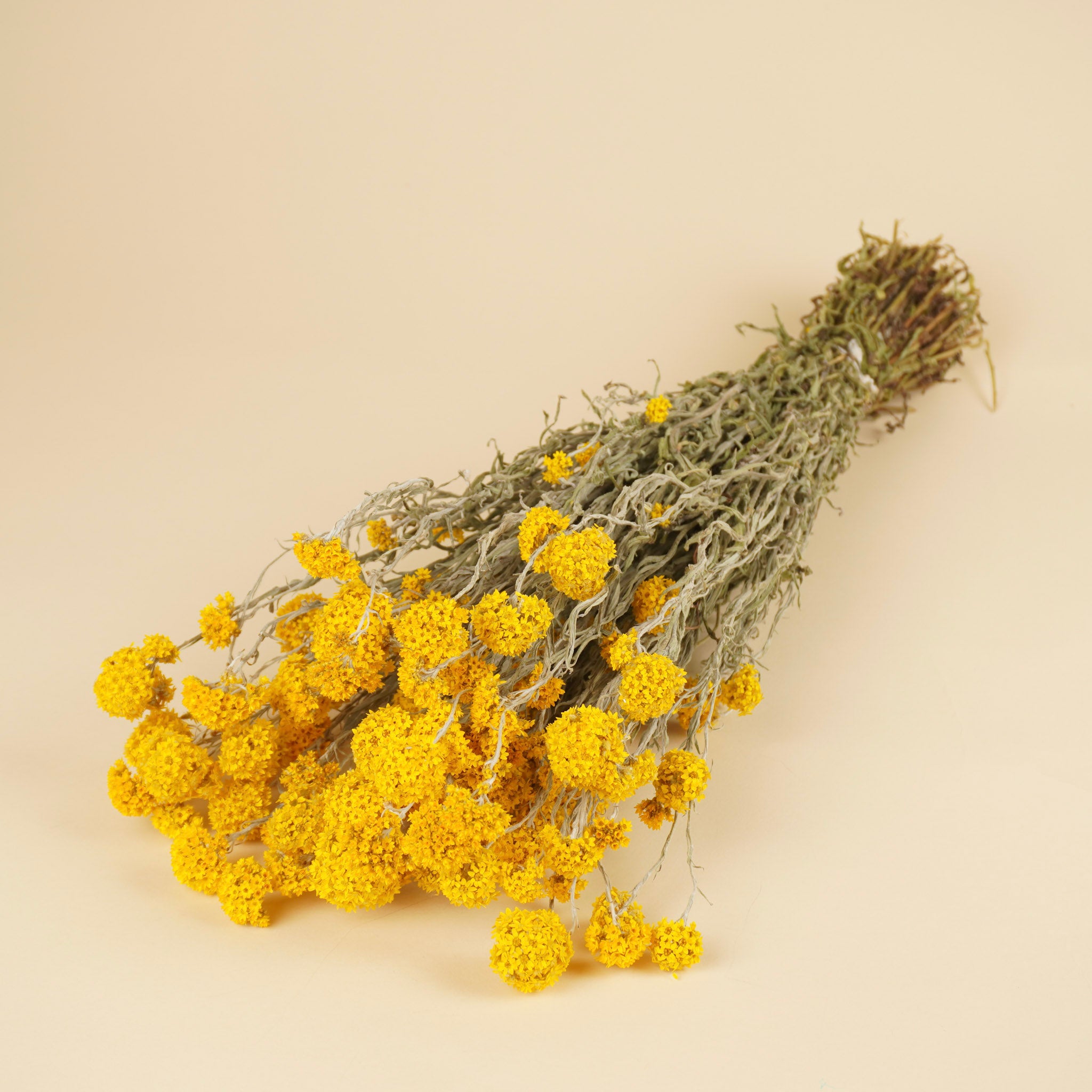 Gedroogde sanfordii – geel