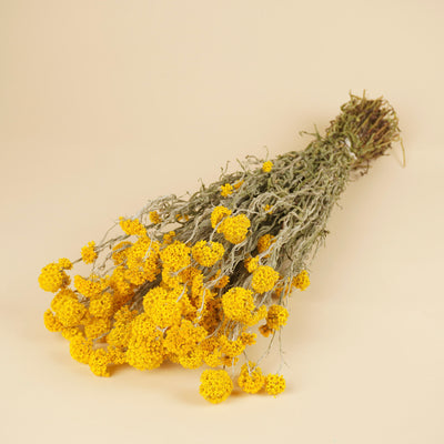Gedroogde sanfordii – geel