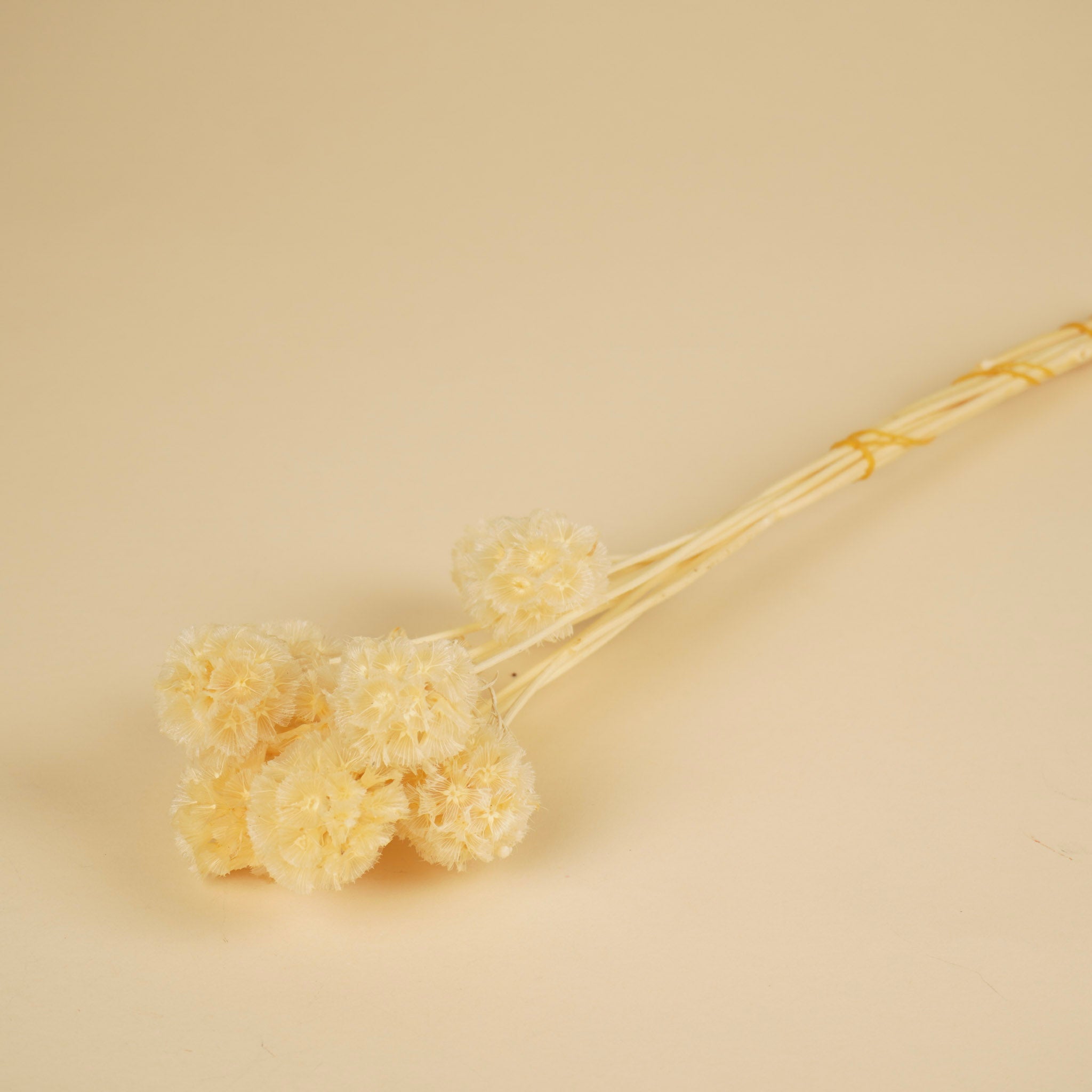 Gedroogde scabiosa stellata – gebleekt
