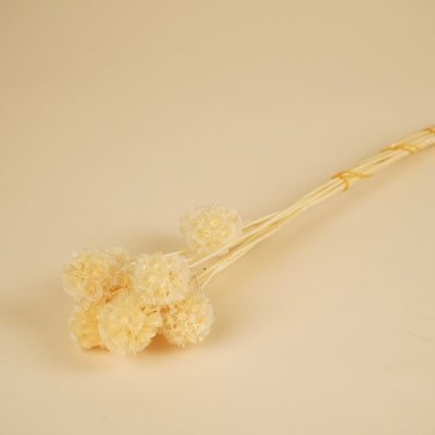 Gedroogde scabiosa stellata – gebleekt