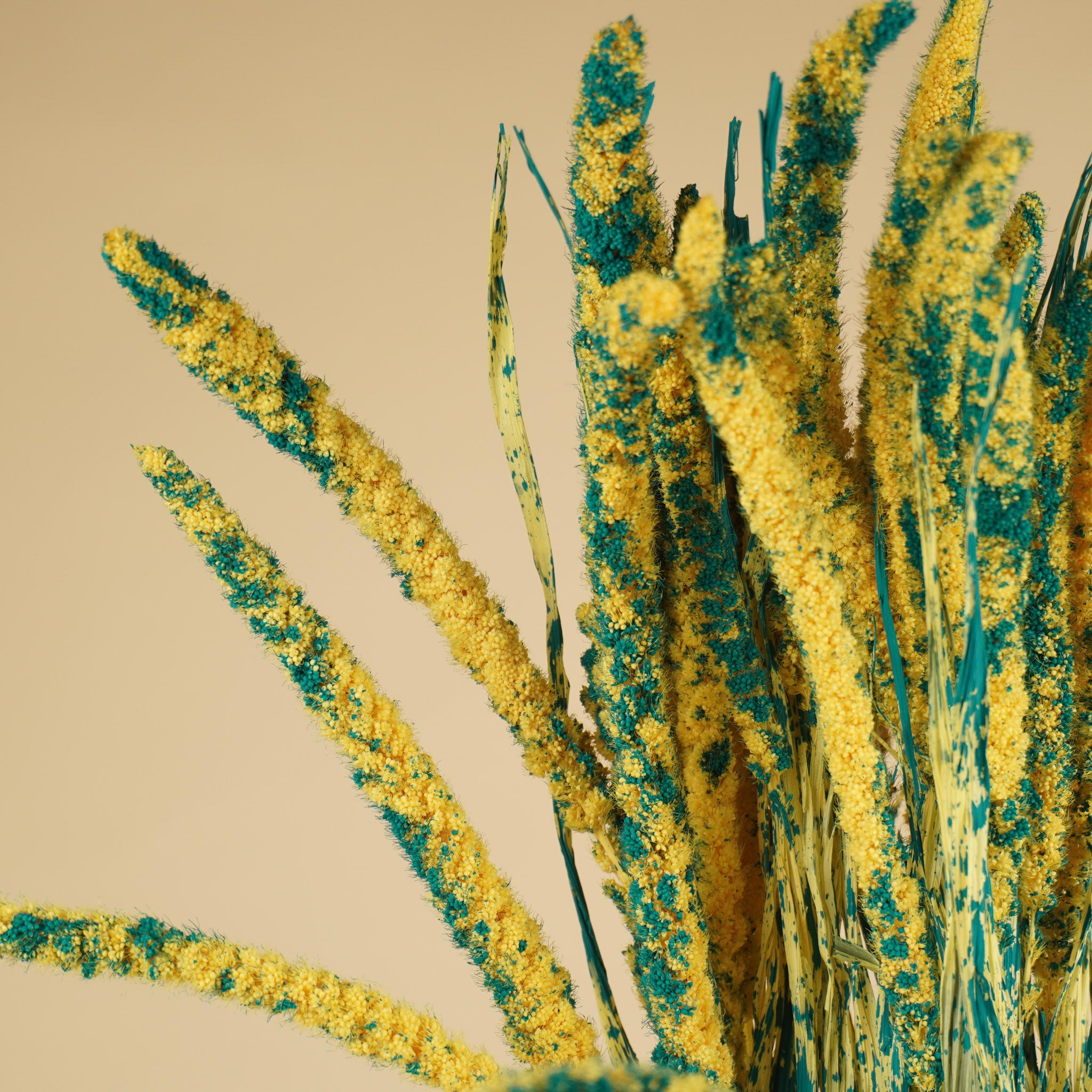 Gedroogde setaria – blauw/geel