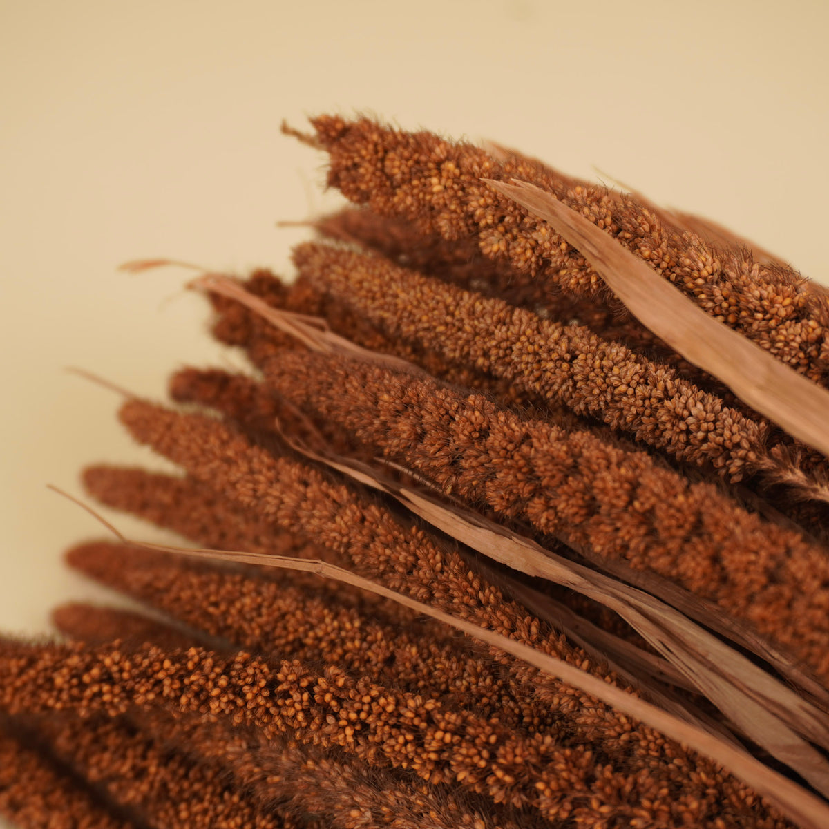 Gedroogde setaria – bruin