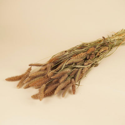 Gedroogde setaria italica – naturel