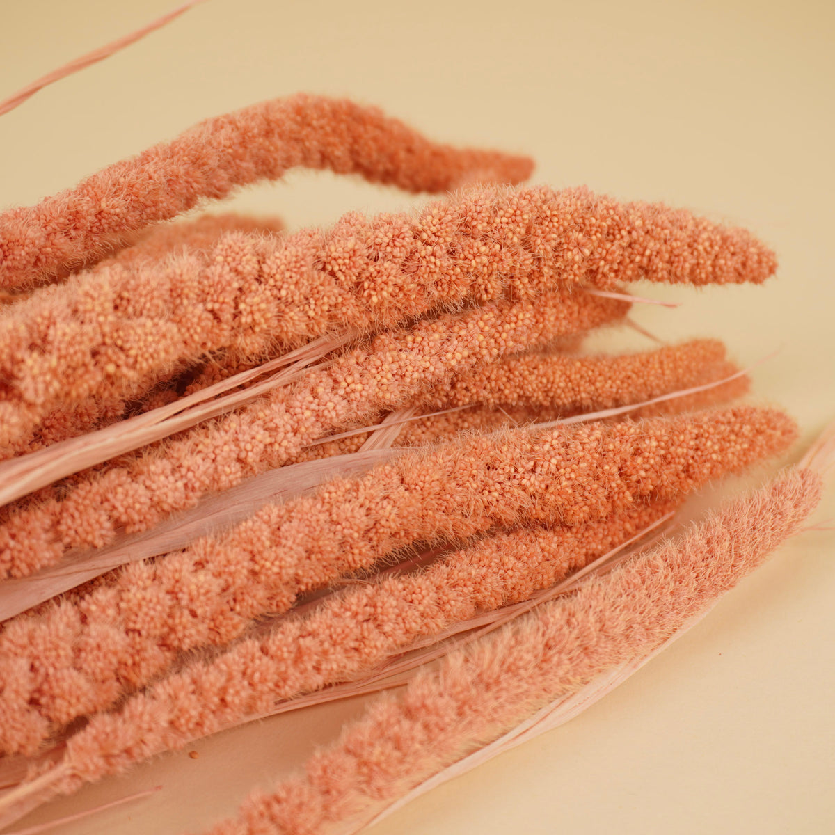 Getrocknetes Rhodanthe Weiß