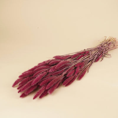 Gedroogde setaria – roze