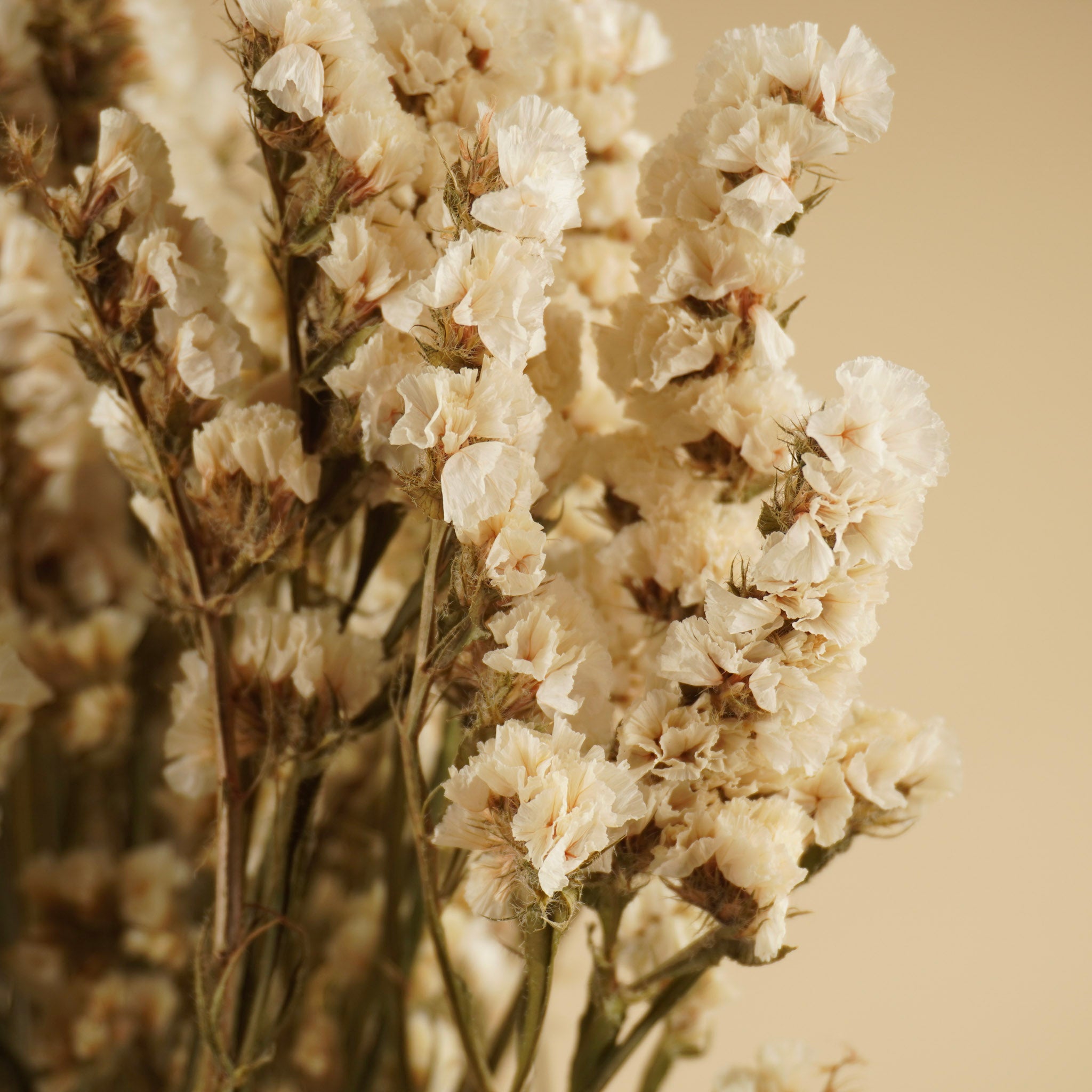 Gedroogde statice limonium – wit