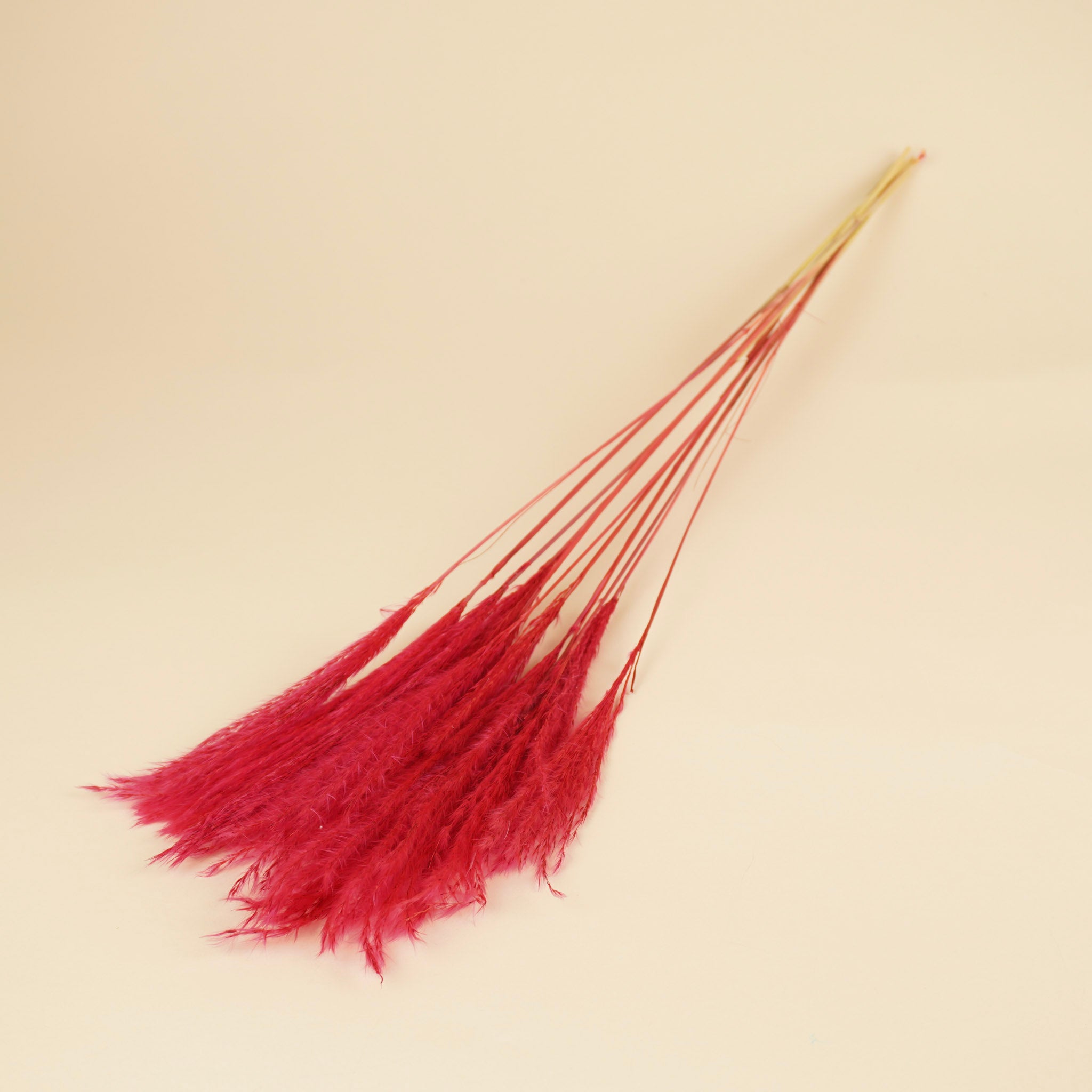 Gedroogde stipa feather – cerise