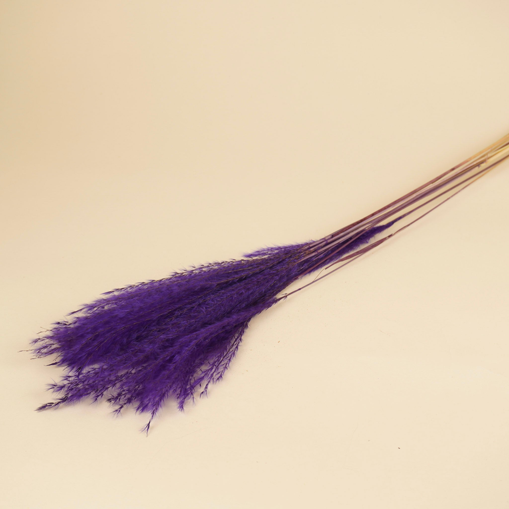 Gedroogde stipa feather – paars