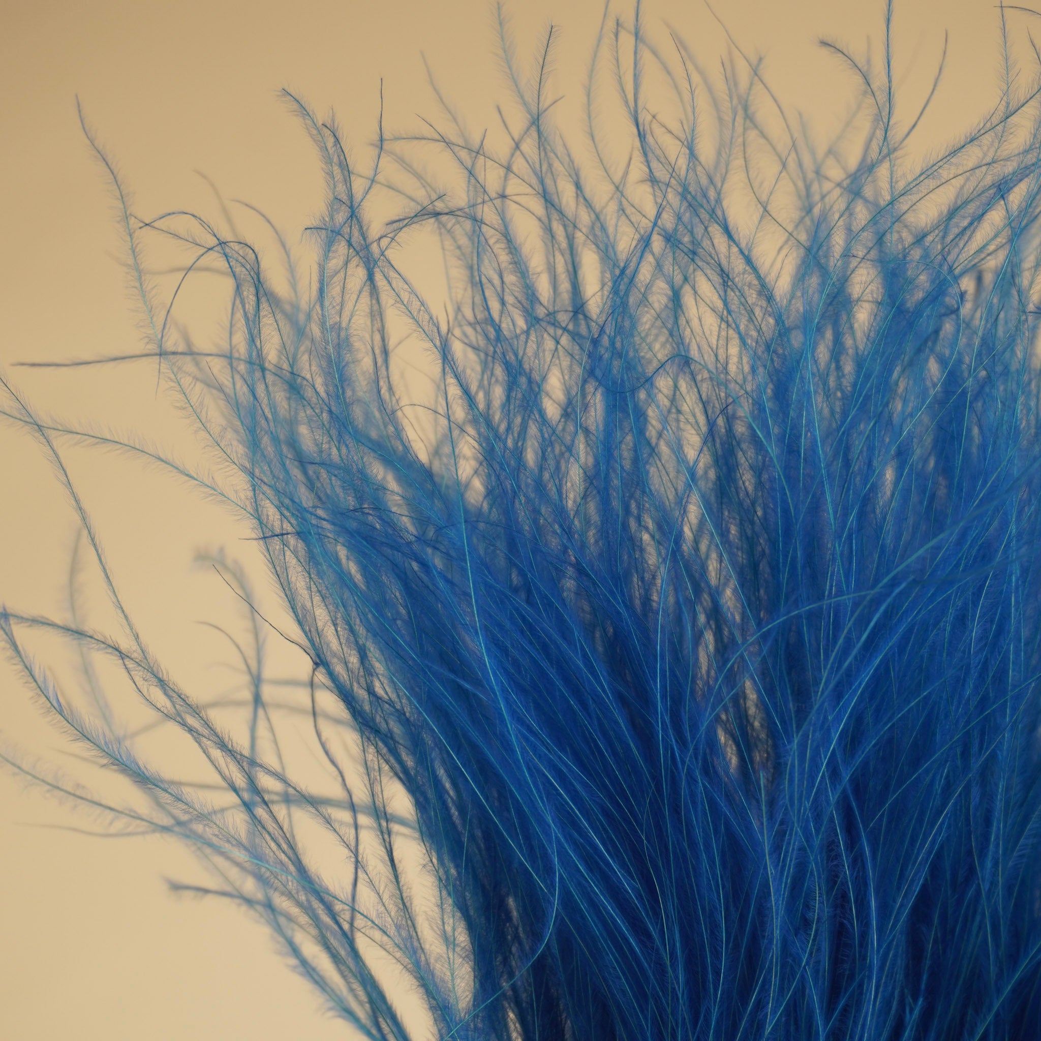 Getrocknete stypa penata hellblau