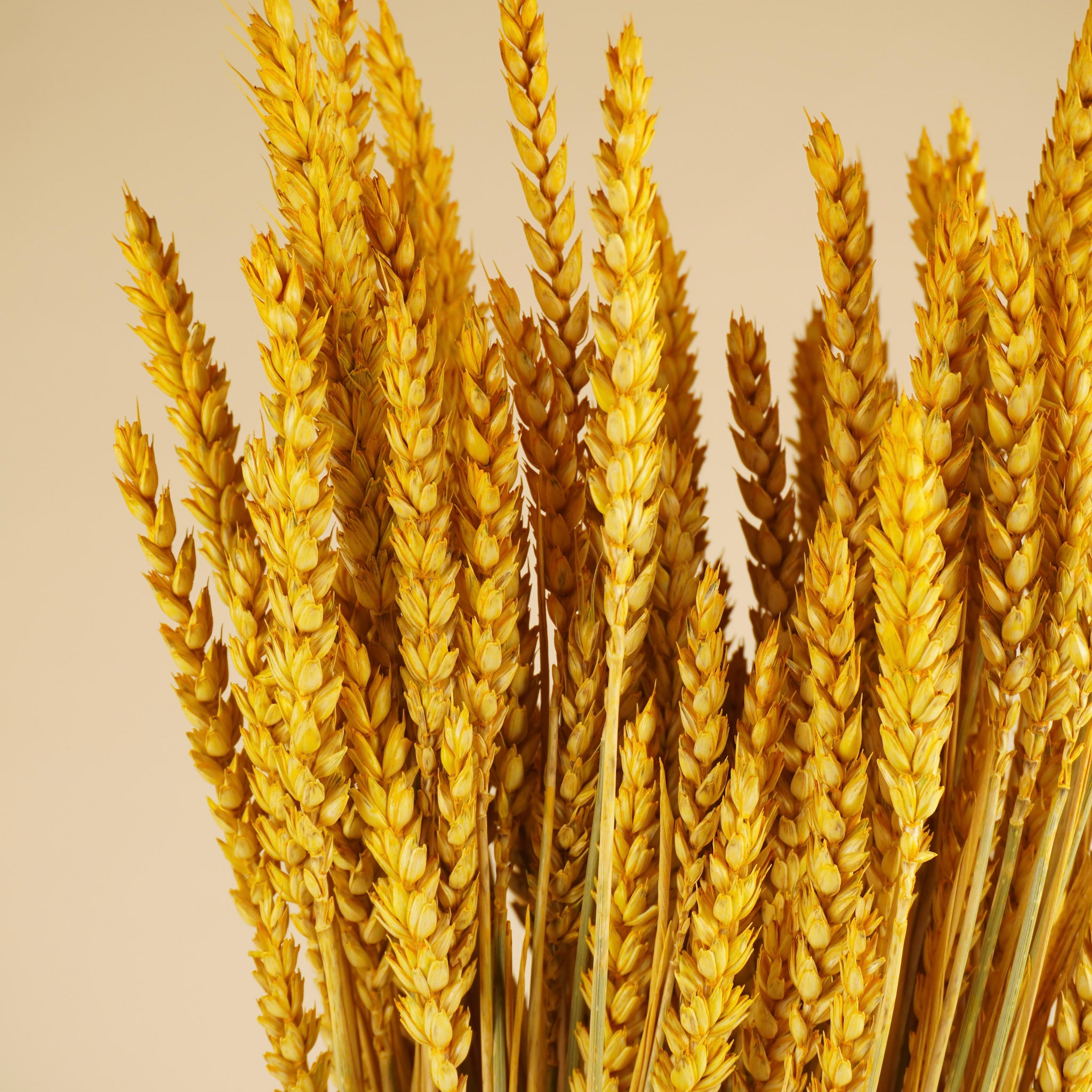 Dried wheat yellow