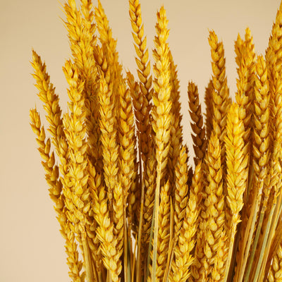 Dried wheat yellow