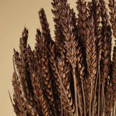 Gedroogde tarwe (triticum) – donker bruin