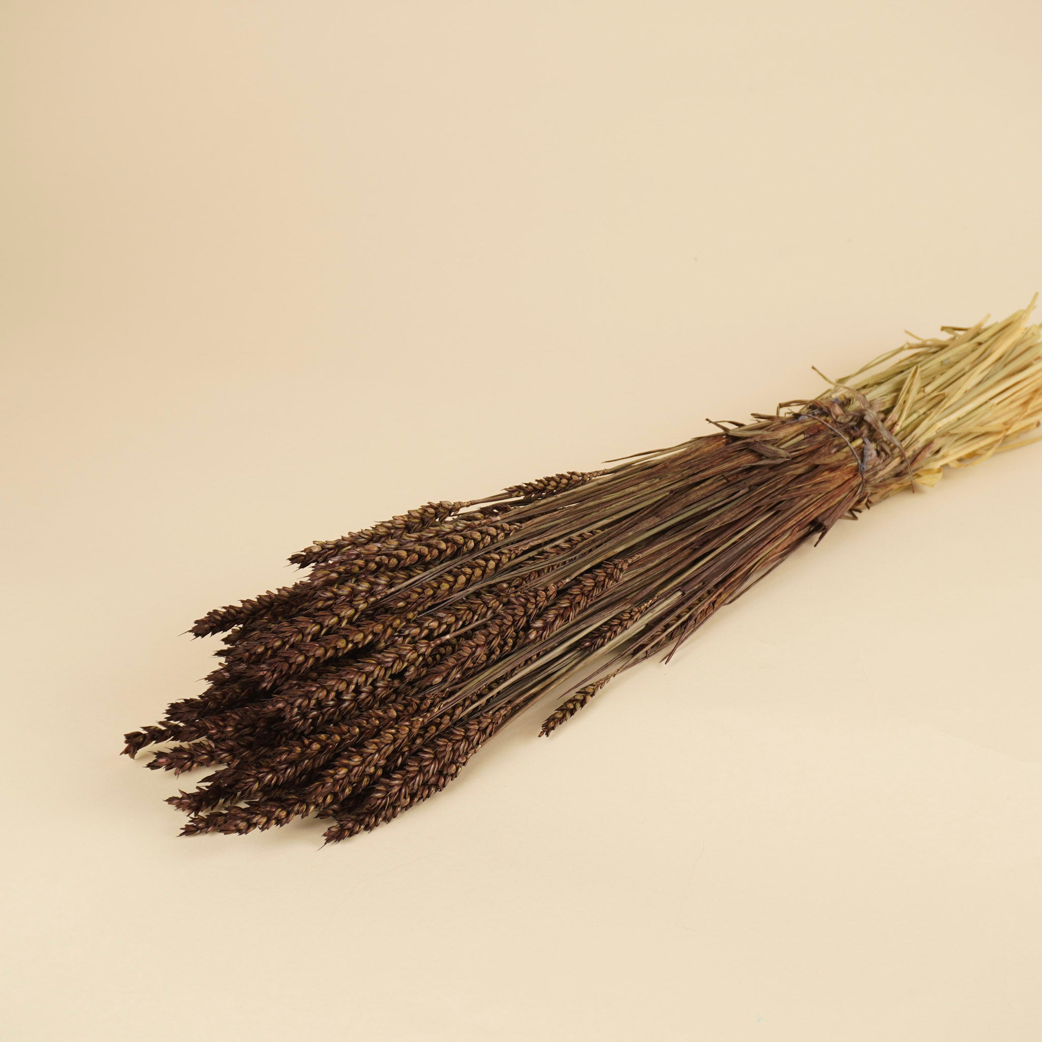 Gedroogde tarwe (triticum) – donker bruin