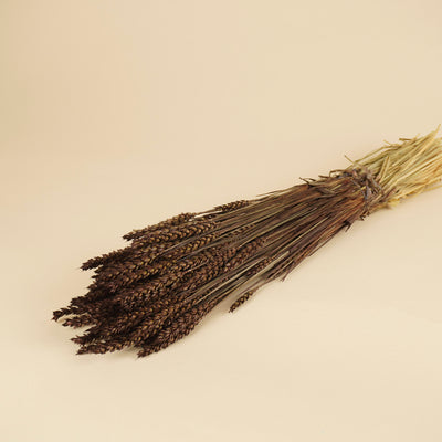 Gedroogde tarwe (triticum) – donker bruin