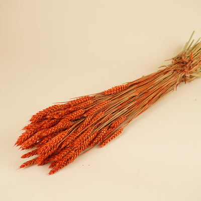 Gedroogde tarwe (triticum) – donker oranje