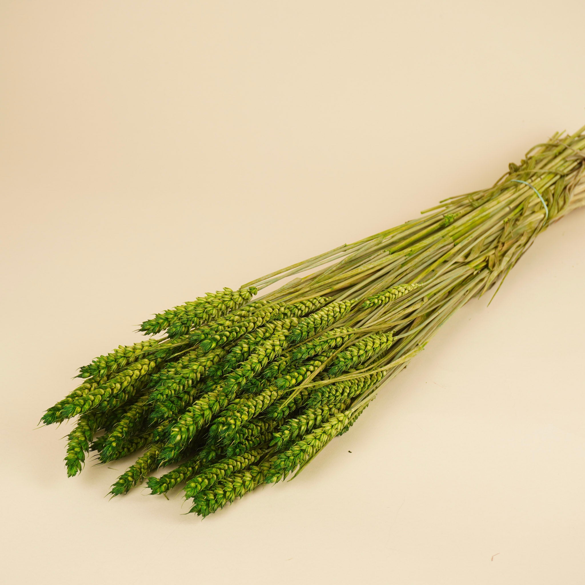 Gedroogde tarwe (triticum) – groen