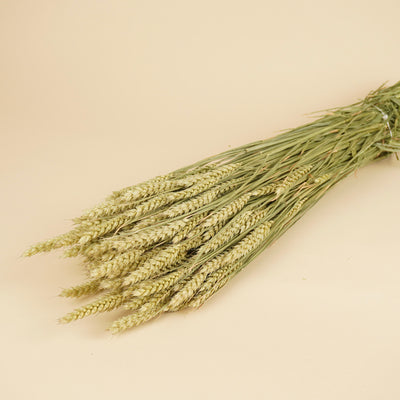 Gedroogde tarwe (triticum) – naturel
